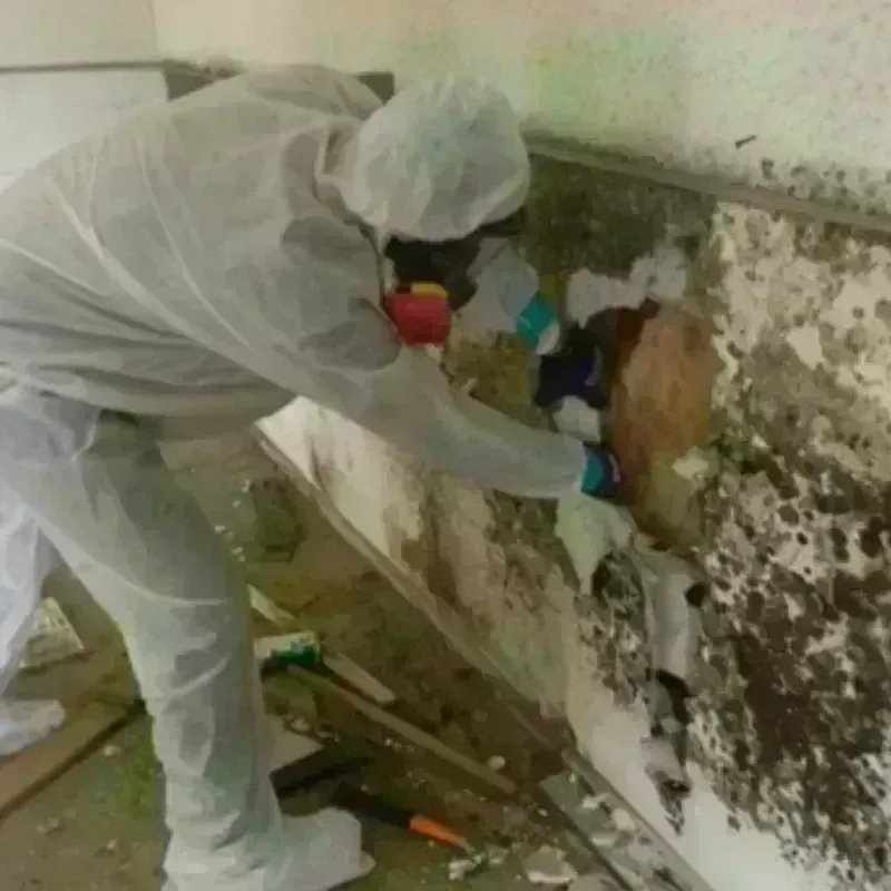 Mold Remediation and Removal in Perry County, IL